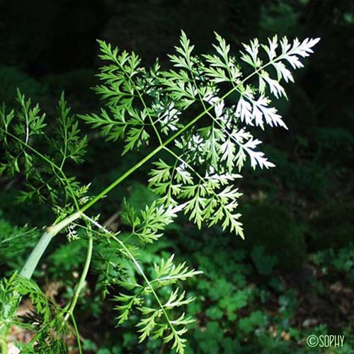 Ciguë des jardins - Aethusa cynapium subsp. cynapium