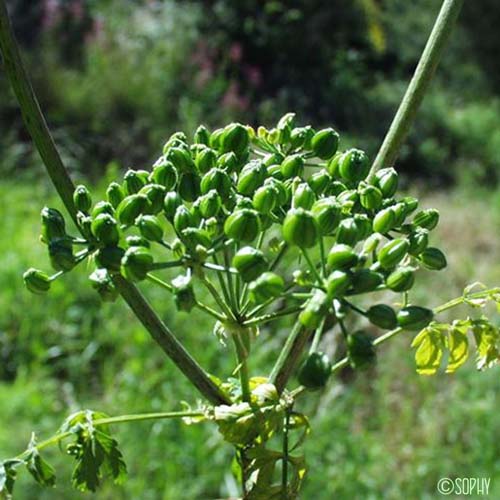 Ciguë tachetée - Conium maculatum var. viride