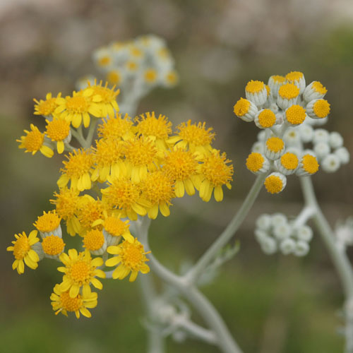 Cinéraire - Jacobaea maritima subsp. maritima