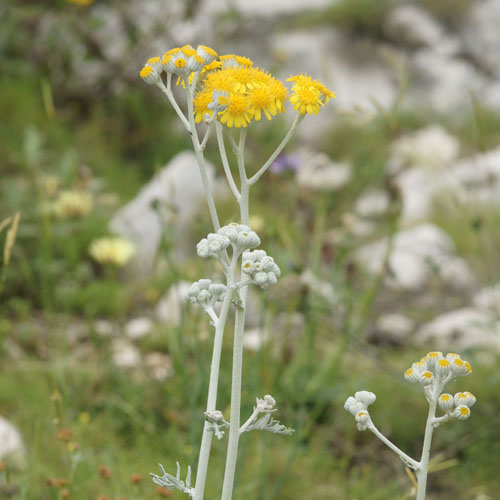 Cinéraire - Jacobaea maritima subsp. maritima