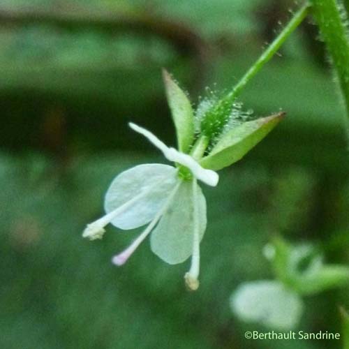 Circée de Paris - Circaea lutetiana