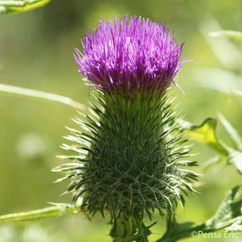 Cirse à feuilles lancéolées - Cirsium vulgare subsp. vulgare