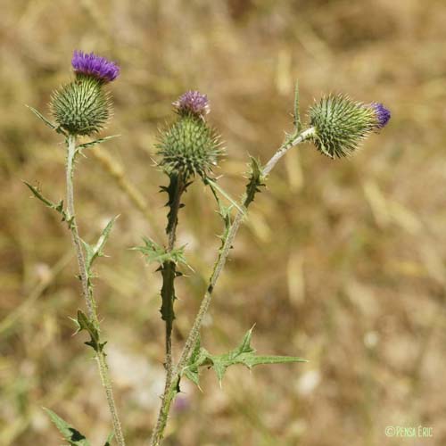 Cirse à feuilles lancéolées - Cirsium vulgare subsp. vulgare