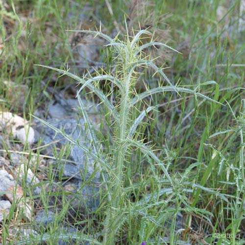 Cirse acarna - Picnomon acarna