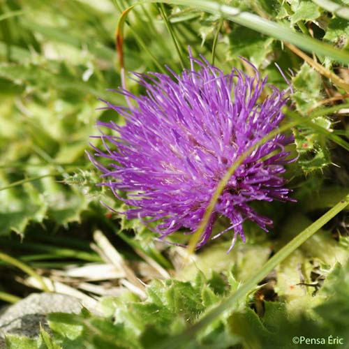 Cirse acaule - Cirsium acaulon