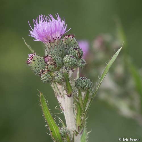 Cirse de Montpellier - Cirsium monspessulanum