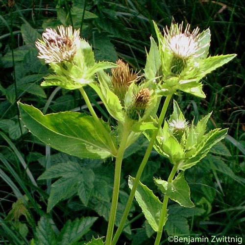 Cirse des maraichers - Cirsium oleraceum