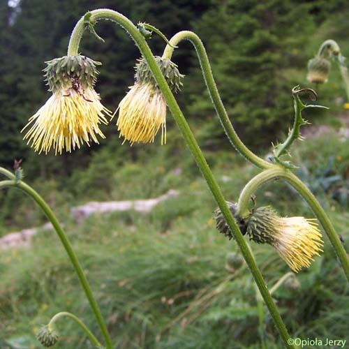 Cirse érisithale - Cirsium erisithales