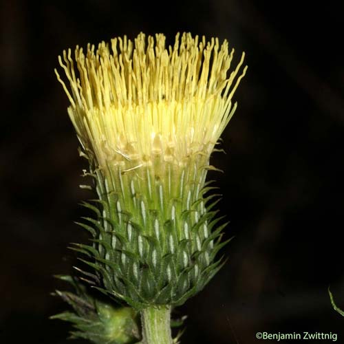 Cirse érisithale - Cirsium erisithales