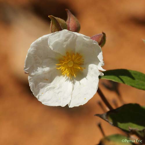 Ciste à feuilles de laurier - Cistus laurifolius subsp. laurifolius