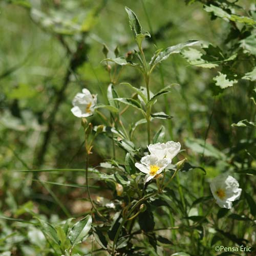 Ciste à feuilles de laurier - Cistus laurifolius subsp. laurifolius