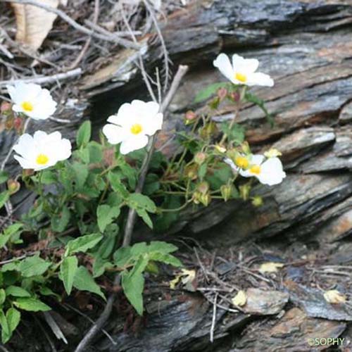 Ciste à feuilles de peuplier - Cistus populifolius