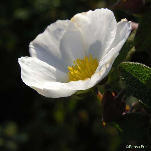 Ciste à feuilles de sauge - Cistus salviifolius