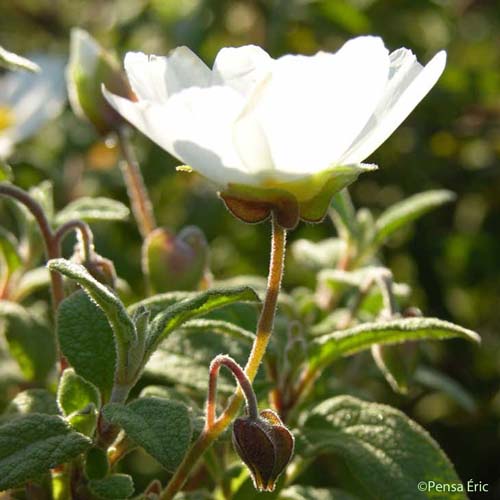 Ciste à feuilles de sauge - Cistus salviifolius