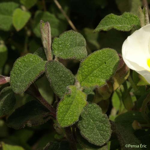 Ciste à feuilles de sauge - Cistus salviifolius