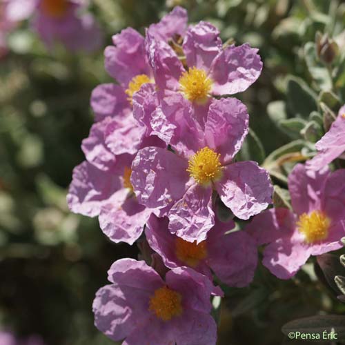 Ciste cotonneux - Cistus albidus