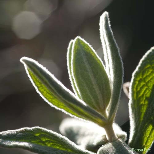 Ciste cotonneux - Cistus albidus