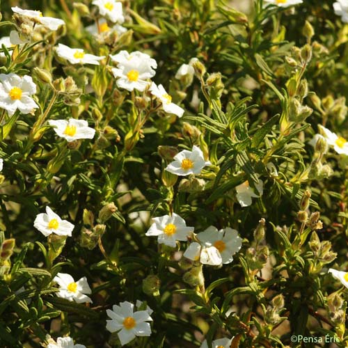 Ciste de Montpellier - Cistus monspeliensis