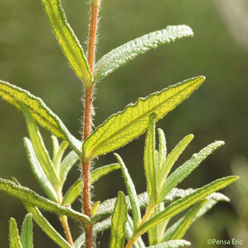 Ciste de Montpellier - Cistus monspeliensis