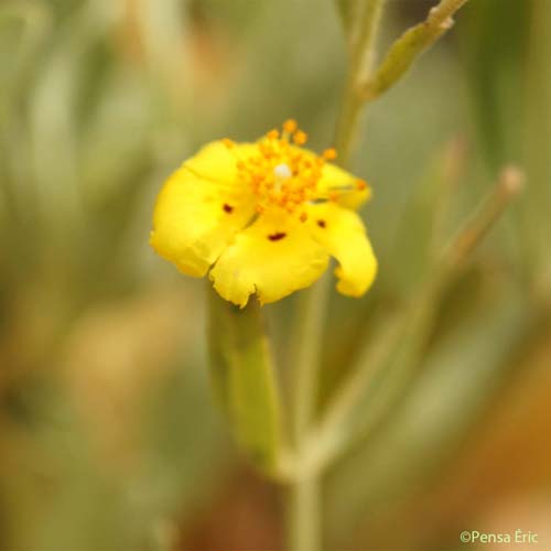 Ciste jaune - Cistus halimifolius var. halimifolius