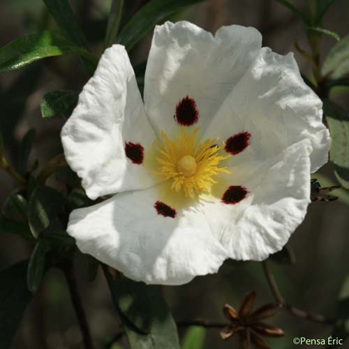 Ciste ladanifère - Cistus ladanifer