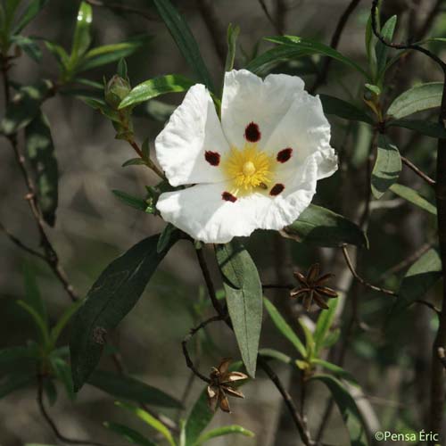 Ciste ladanifère - Cistus ladanifer