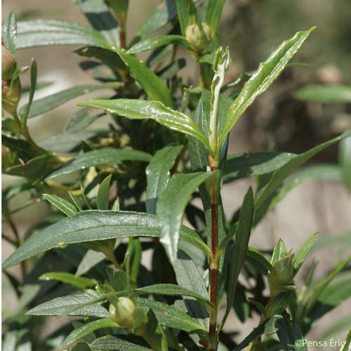 Ciste ladanifère - Cistus ladanifer