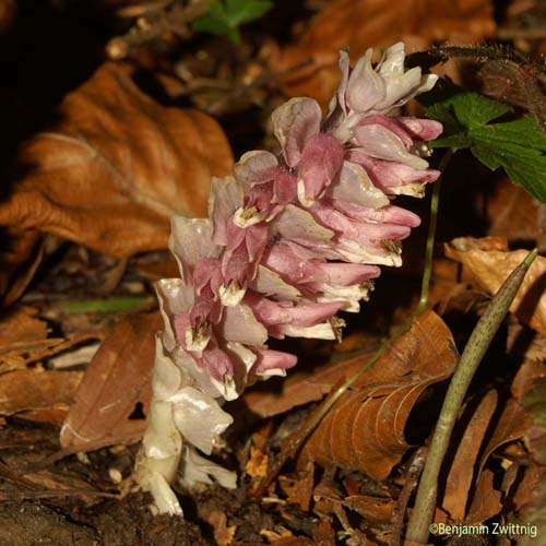 Clandestine écailleuse - Lathraea squamaria