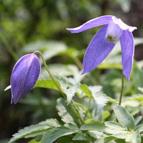 Clématite des Alpes - Clematis alpina subsp. alpina