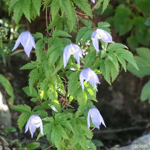 Clématite des Alpes - Clematis alpina subsp. alpina