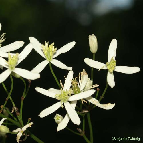 Clématite droite - Clematis recta