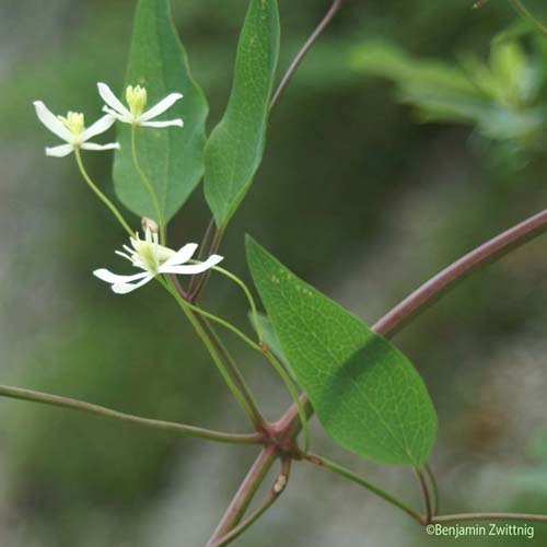 Clématite droite - Clematis recta