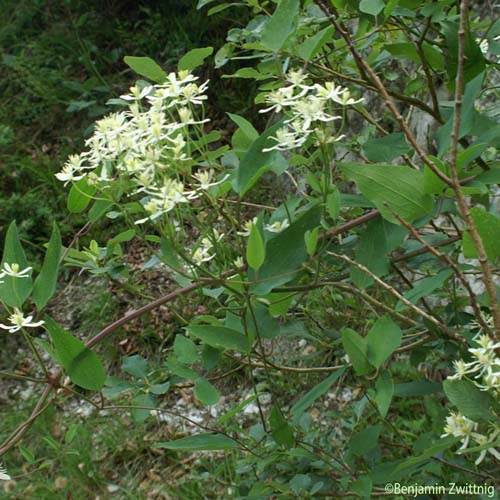 Clématite droite - Clematis recta