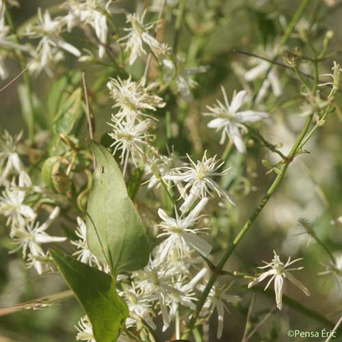 Clématite Flammette - Clematis flammula