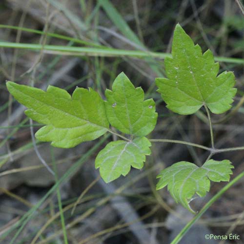 Clématite Vigne-blanche - Clematis vitalba