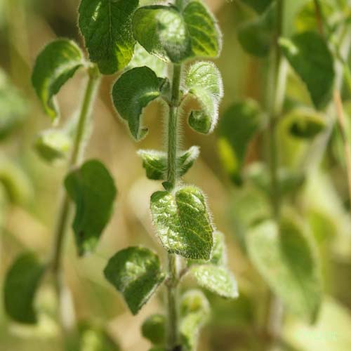 Clinopode commun - Clinopodium vulgare