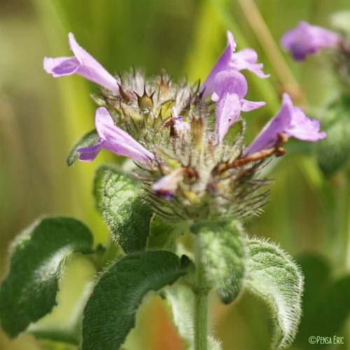 Clinopode commun - Clinopodium vulgare