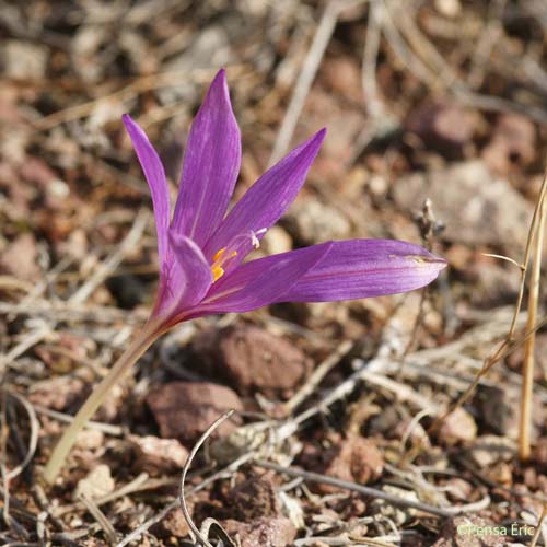 Colchique d'automne - Colchicum autumnale