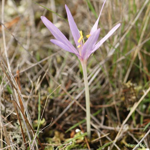 Colchique d'automne - Colchicum autumnale