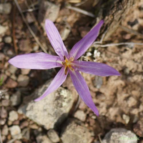 Colchique d'automne - Colchicum autumnale