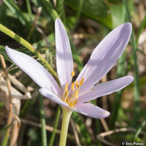 Colchique des Alpes - Colchicum alpinum