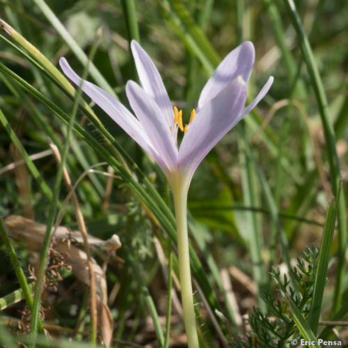 Colchique des Alpes - Colchicum alpinum