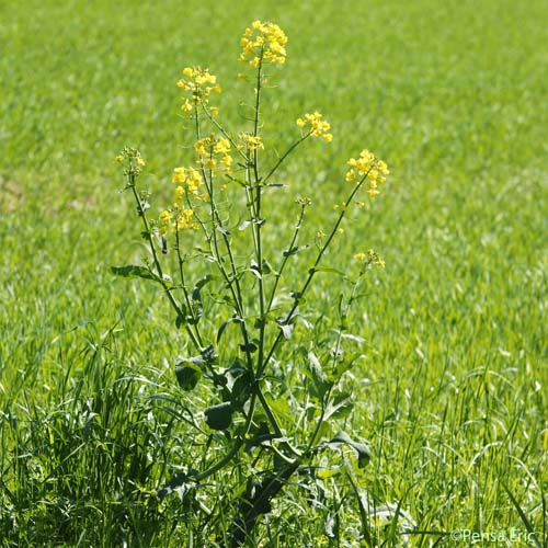 Colza - Brassica napus var. napus