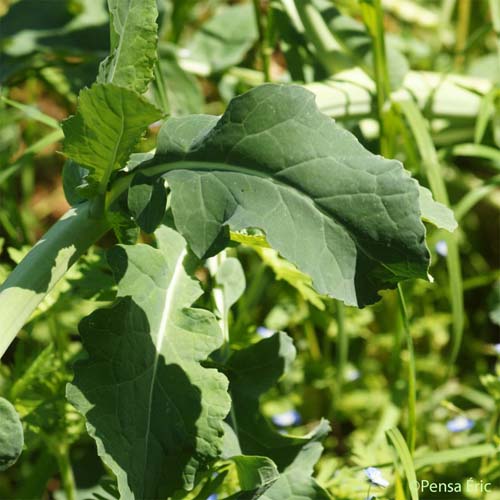 Colza - Brassica napus var. napus