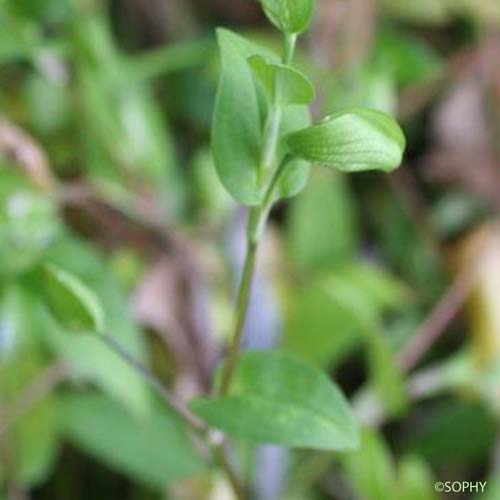 Comméline - Commelina communis