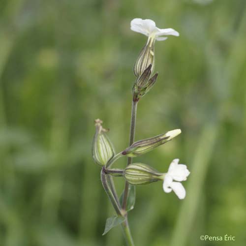 Compagnon blanc - Silene latifolia