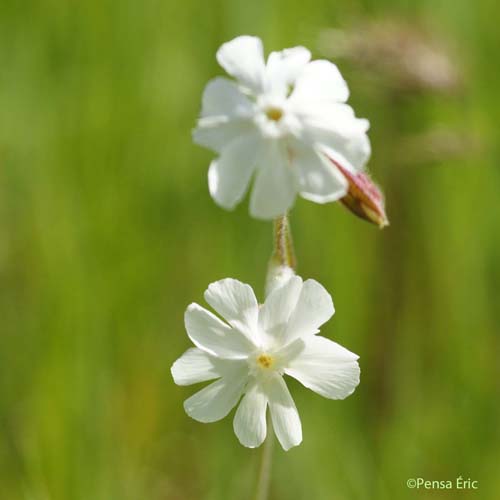 Compagnon blanc - Silene latifolia