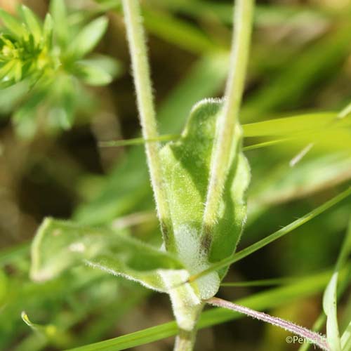 Compagnon blanc - Silene latifolia