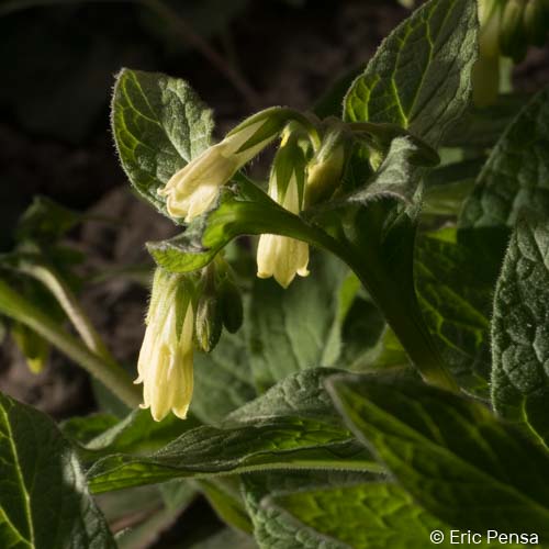 Consoude tubéreuse - Symphytum tuberosum