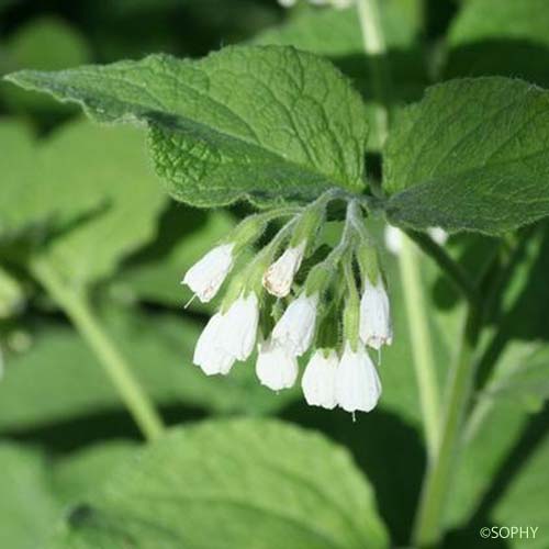 Consoude d'Orient - Symphytum kurdicum